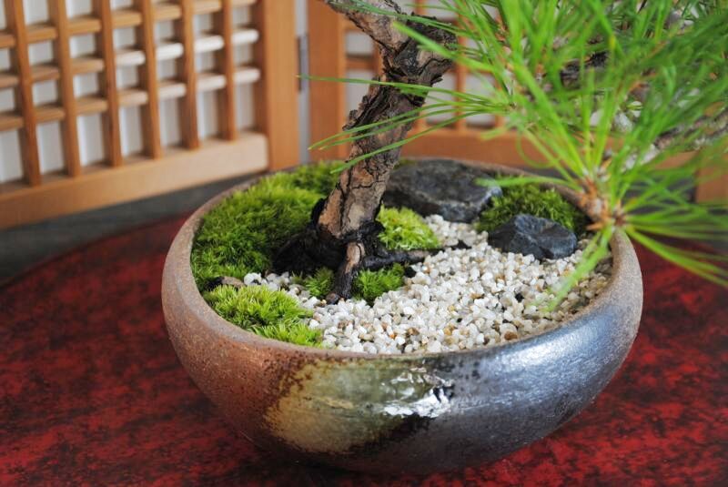 赤松の情景盆栽 【瀬戸焼鉢】☆1点物☆ 作品動画あり 盆栽 苔玉の通販