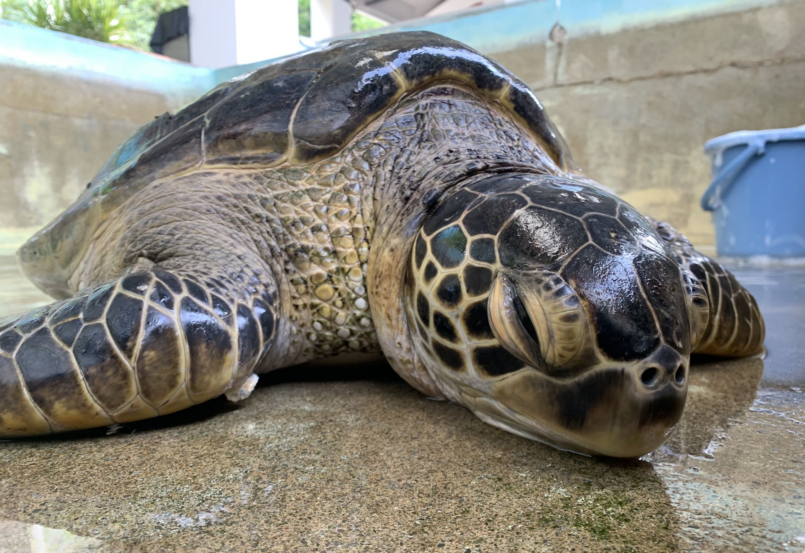 けろにあぶろぐ #4】ウミガメの口の進化を紐解く - 小笠原海洋センター