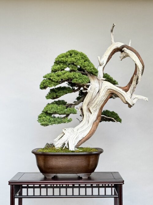 第99回国風盆栽展 開催のお知らせ | 盆栽のレンタル・販売・教室