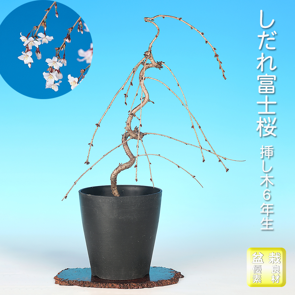 陶雀・雀子小鉢3点セット | 盆栽、盆栽書籍、盆栽鉢の通販│近代出版