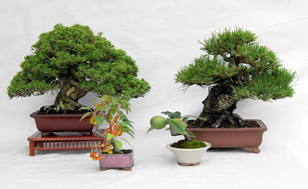 インターネット販売 世界の市場にも対応 | 盆栽 | 四国新聞社