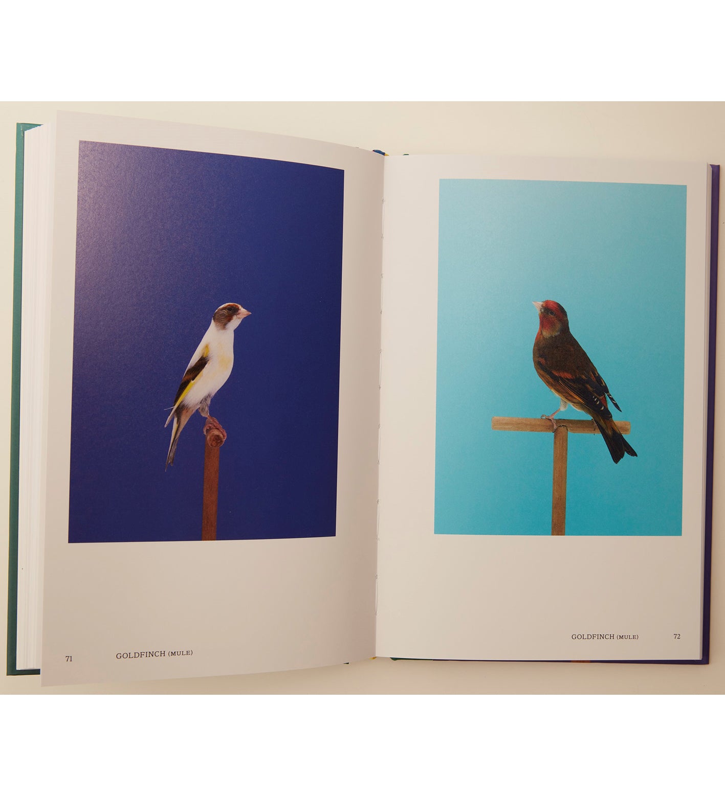 アート・デザイン・音楽 Luke Stephenson Luke Stephenson Artworks