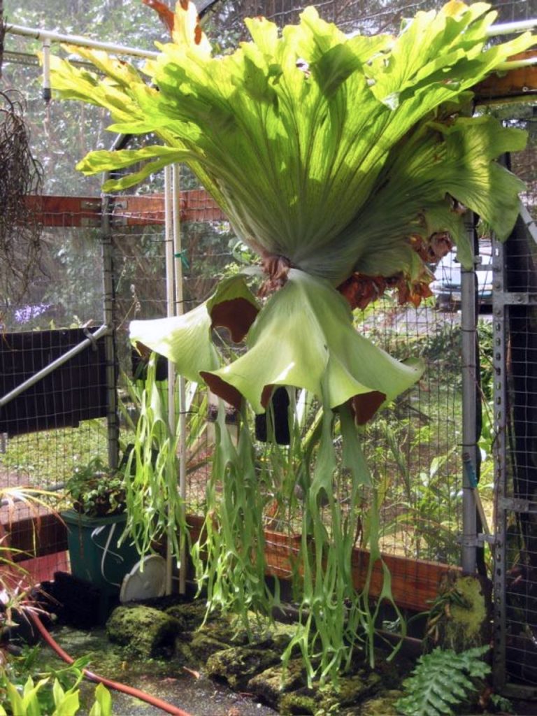 ビカクシダの原種18種類と品種ごとの自生地・特徴・育て方のまとめ