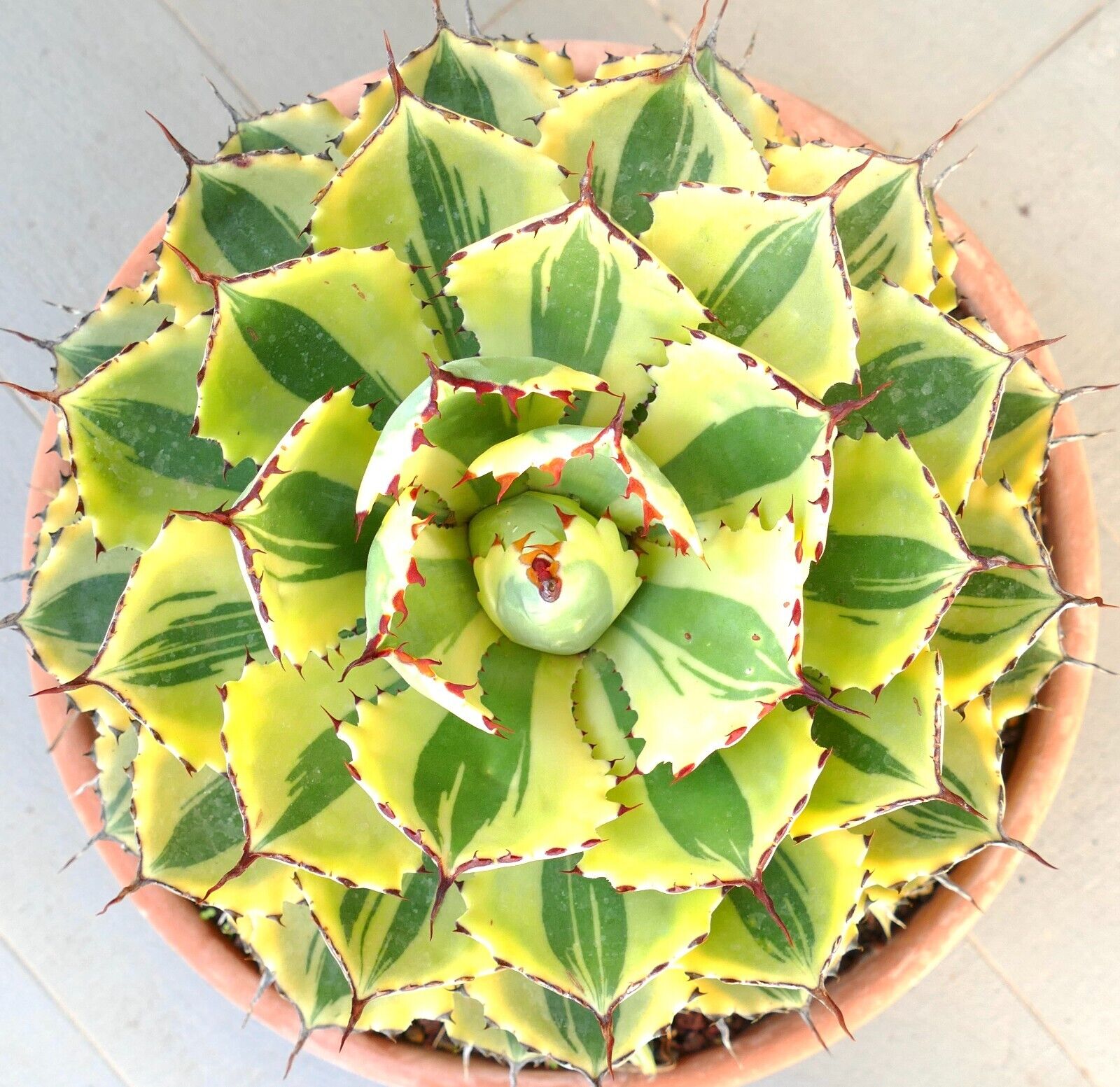 アガベ・ポタトルム | コレクターのための斑入り美植物