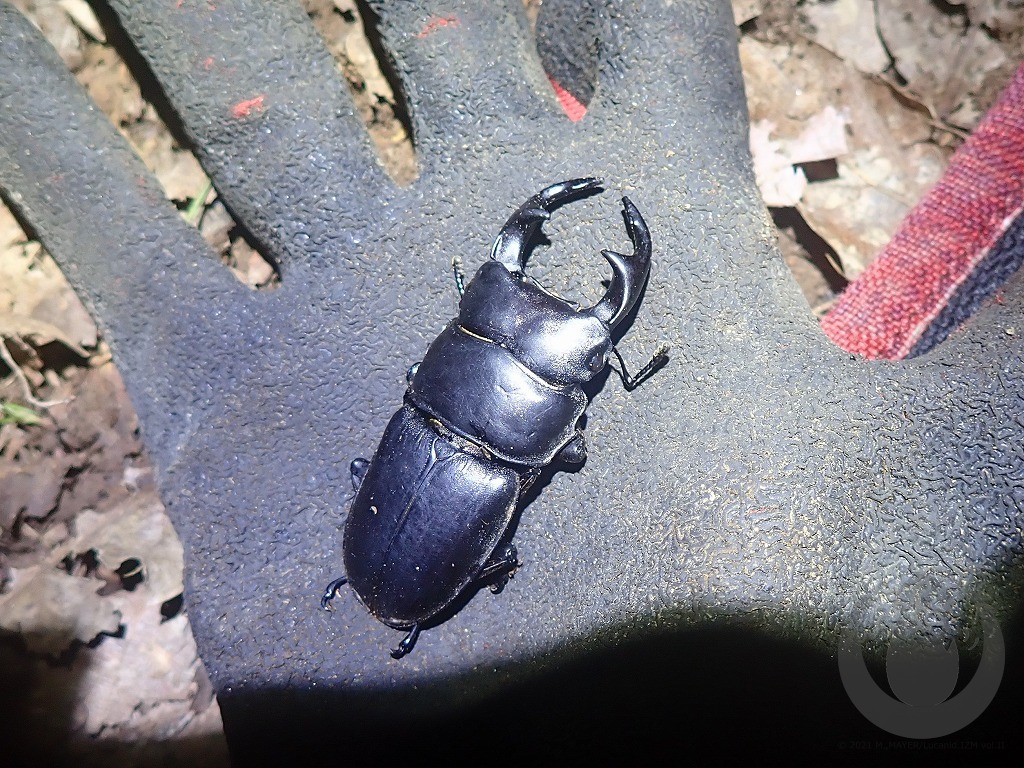 オオクワガタ樹液採集【採集記ダイジェストシリーズ其の壱】 - Lucanid