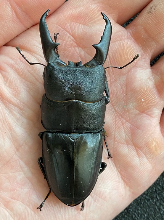 ホペイフリーク：本土ヒラタを語る④最終回 | ホペイフリークの自己