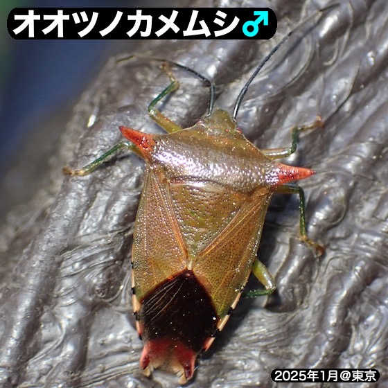 1月のオオツノカメムシ | チャンネルF＋