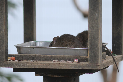 リスの日にネズミもお邪魔 - 動物ZOO感ごっこ