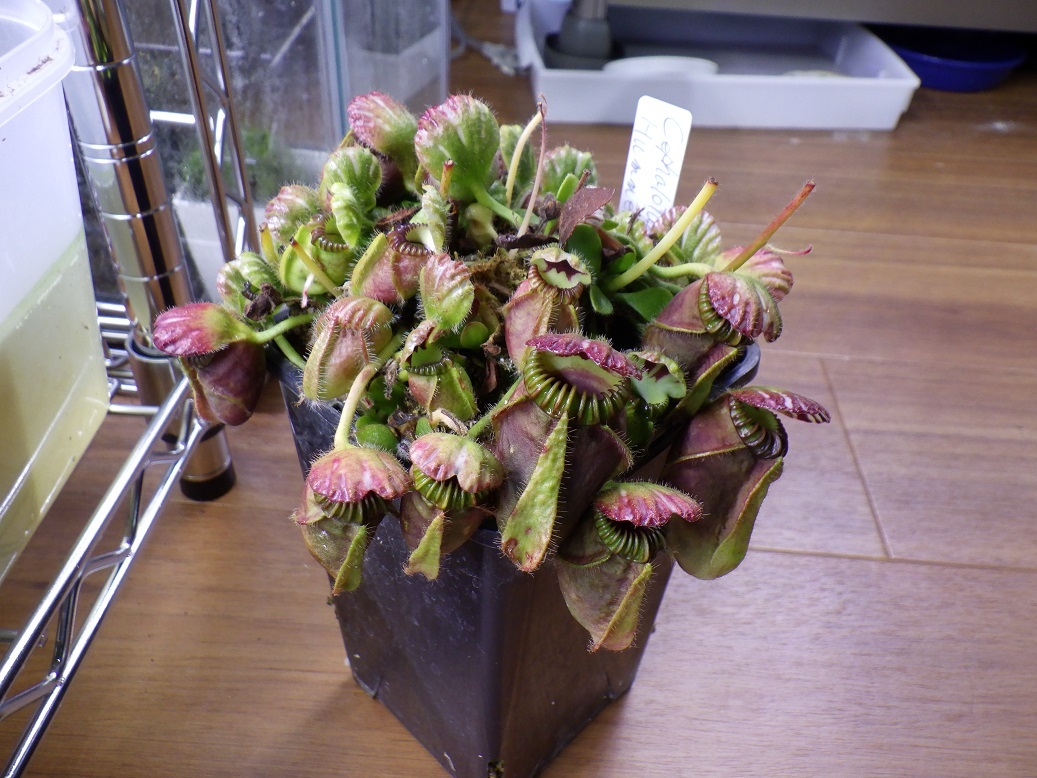 Cephalotus follicularis 'Hummer's Giant' - セファロタス