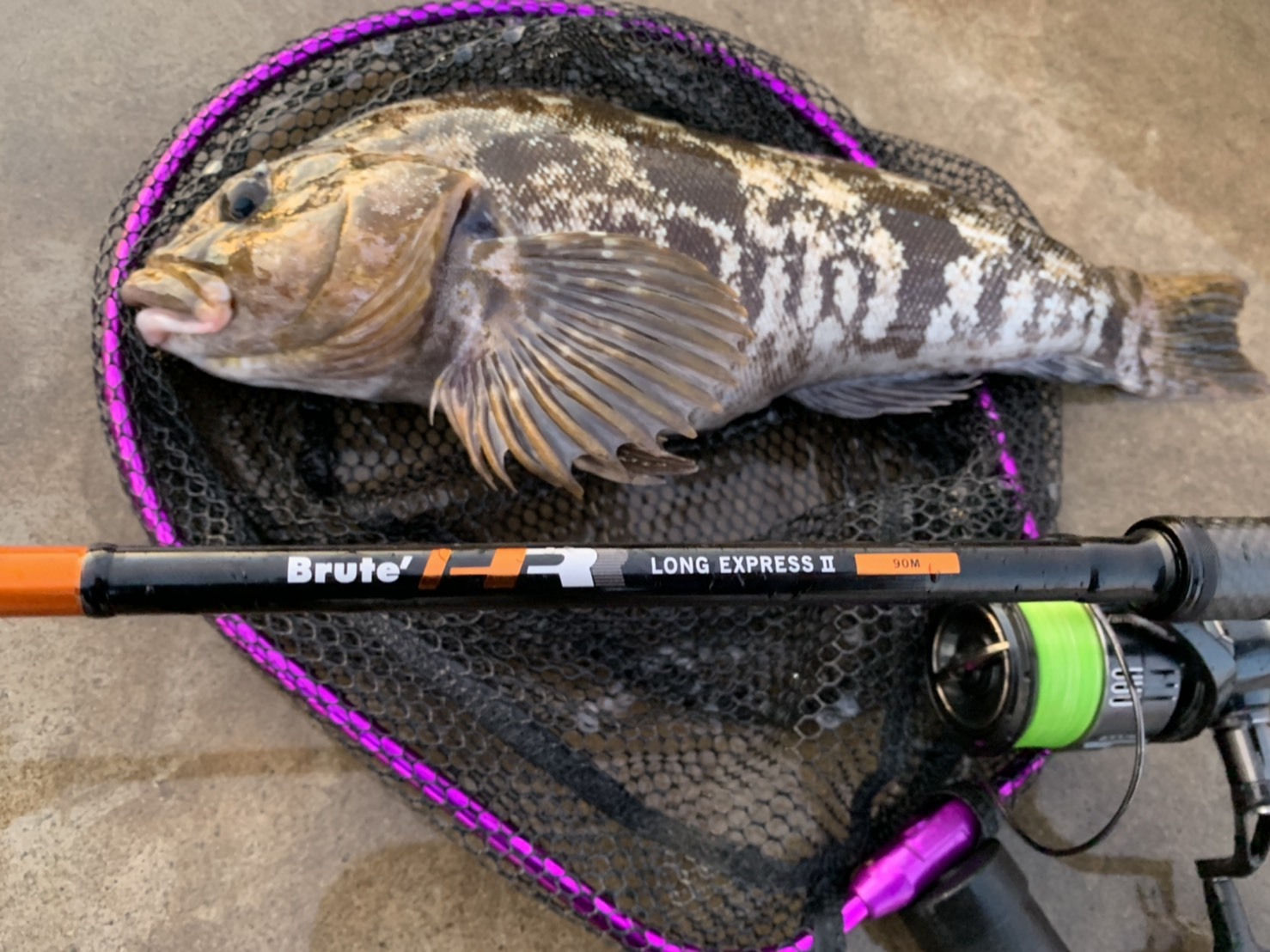 アピアスタッフブログ】 アンバサダーが綴るNEW Brute'HR