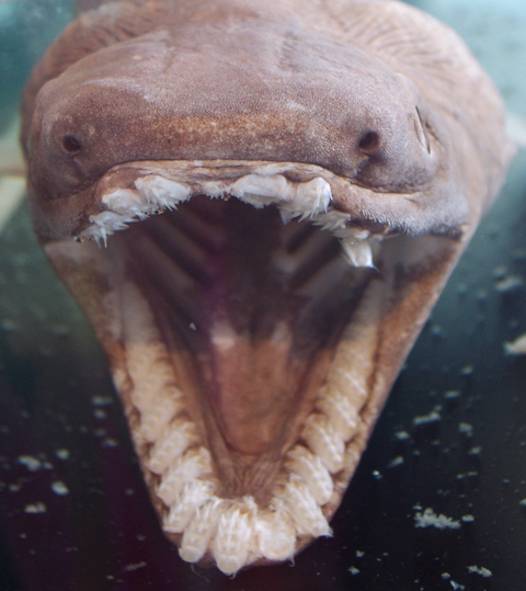 ラブカ標本も再登場 | 「えのすい」へGO!：新江ノ島水族館密着ブログ