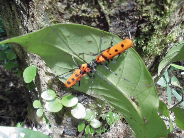 フェリエベニボシカミキリ - 奄美大島ブログ