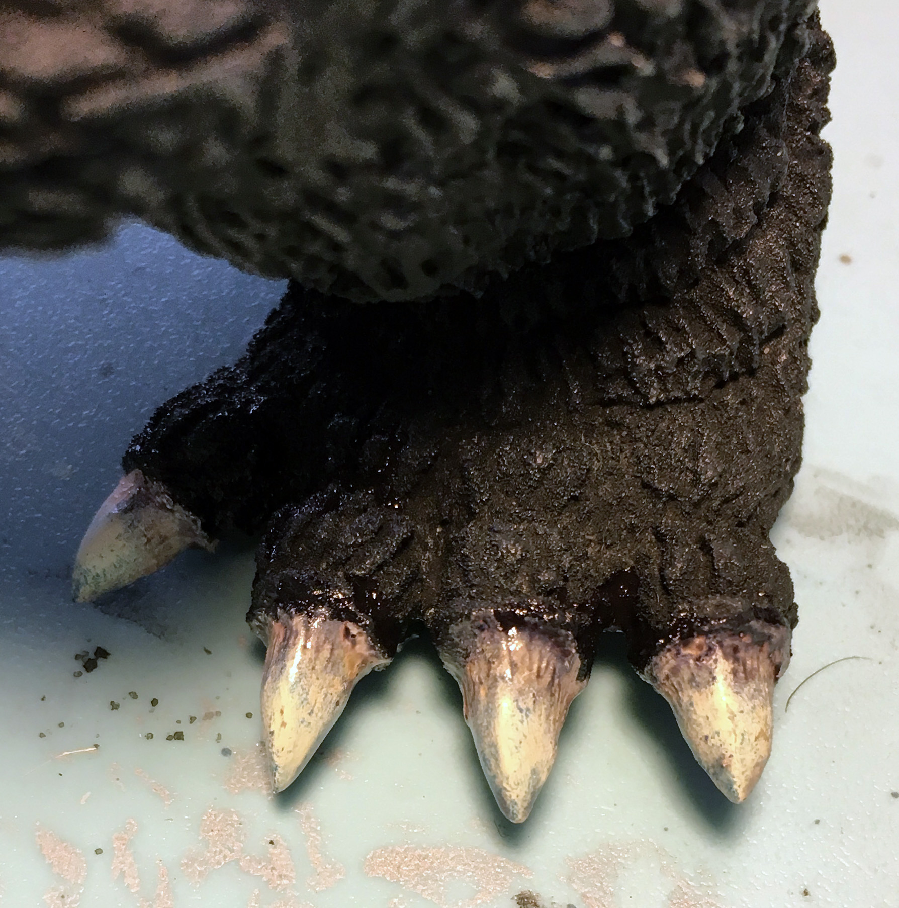 酒井ゆうじ造型工房『20cm ビオゴジ出現』 爪の塗装