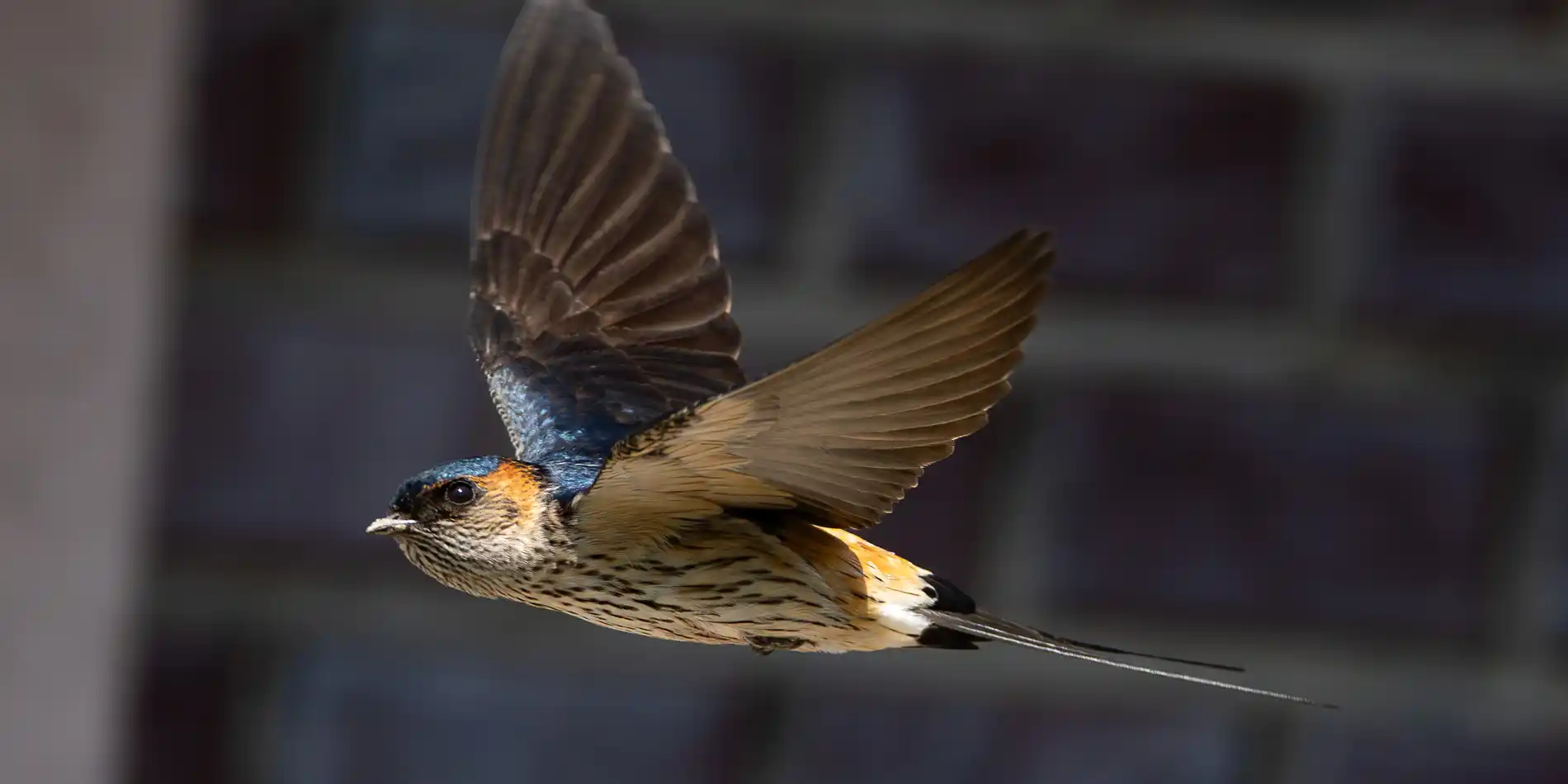 カワセミと野鳥の写真撮影日記「ブレずに行こう！」 ／ 「週刊文春」の