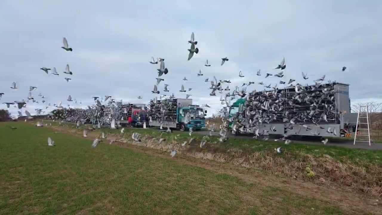 2025年度 八郷国際チャンピオン900K」開催！ - 一般社団法人 日本鳩