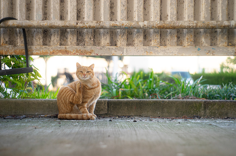 Jupiter-8 5cm F2（ジュピター）サンライズカメラ公式ブログ｜中古