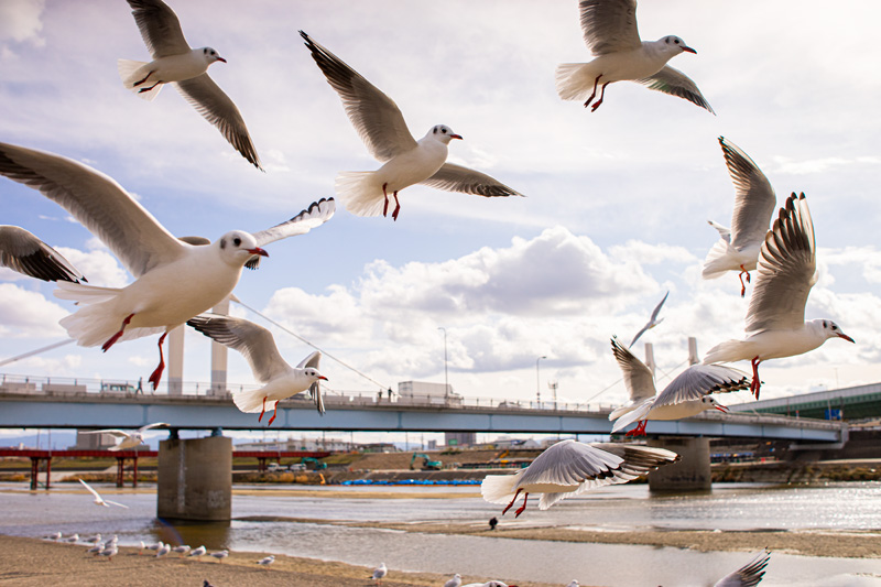 オールドレンズ探訪記] Nikon(ニコン) Ai Nikkor 35mm F1.4Sでじっくり