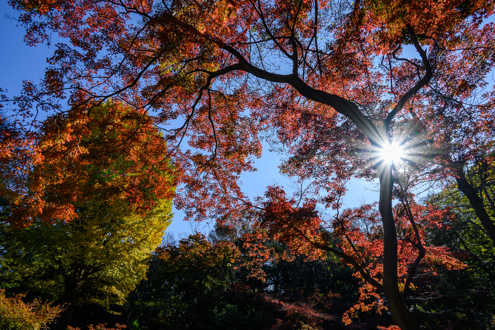 最盛期を迎えた六義園の紅葉をNikon Z 5で撮る – 酔人日月抄外伝