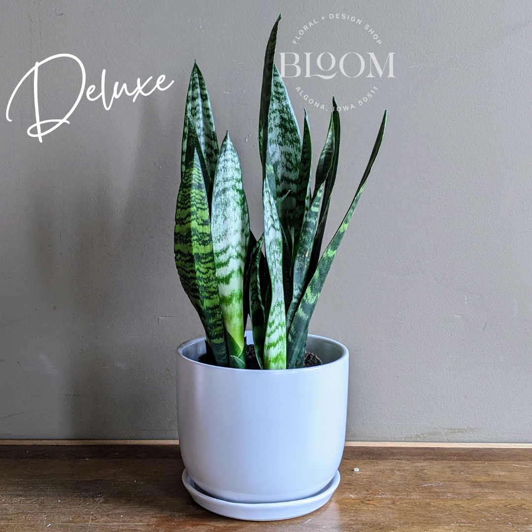 Sansevieria Plant – Bloom Floral Algona