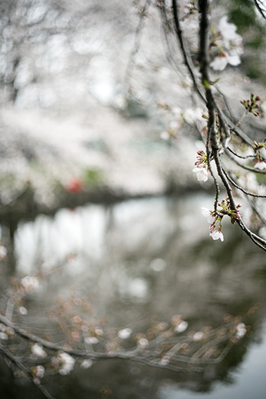 TERRI WEIFENBACH Saitama Notes of Blitz Gallery