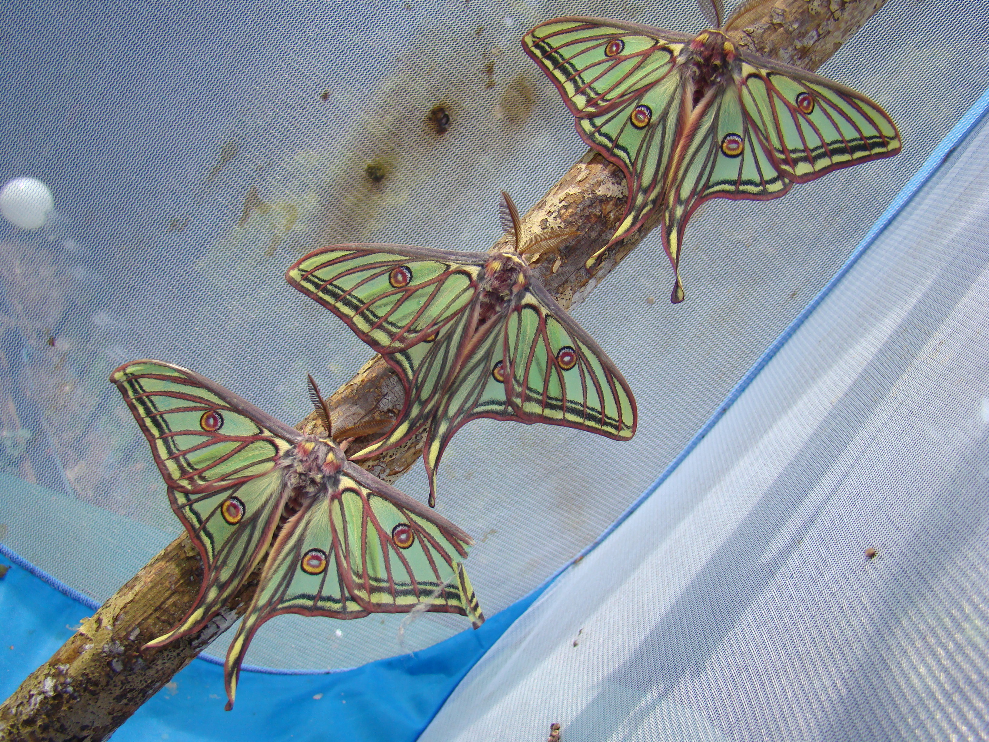 イザベラミズアオ ♂ Graellsia isabellae Graellsia isabellae