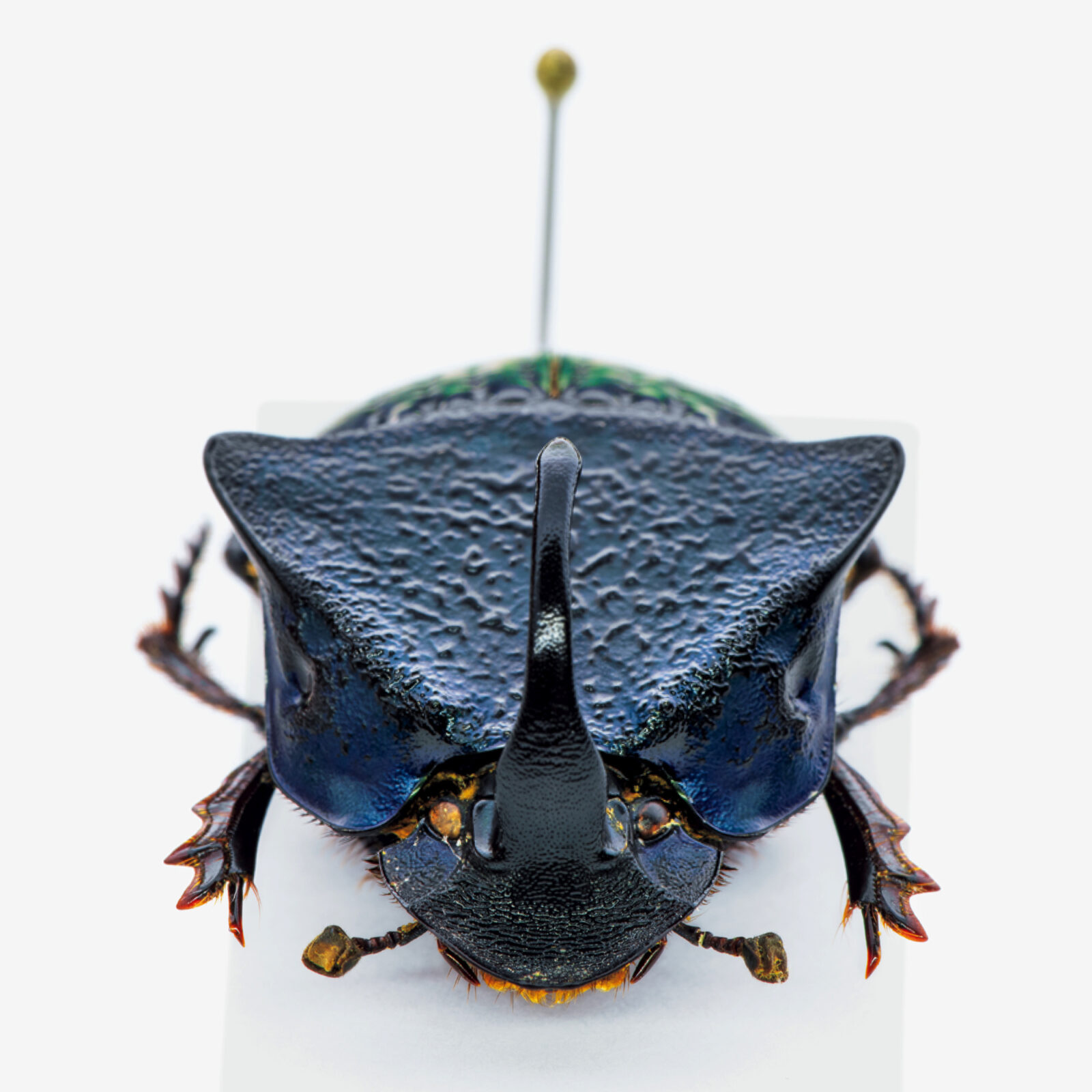 モードな虫図鑑。異形の角を持つ、フンコロガシの仲間たち。フンチュウ