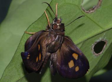 テツイロビロウドセセリ、テツイロビロードセセリ