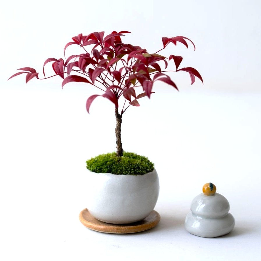 石木花 お多福ナンテン（受け皿セット） ギフトにも最適なミニ盆栽