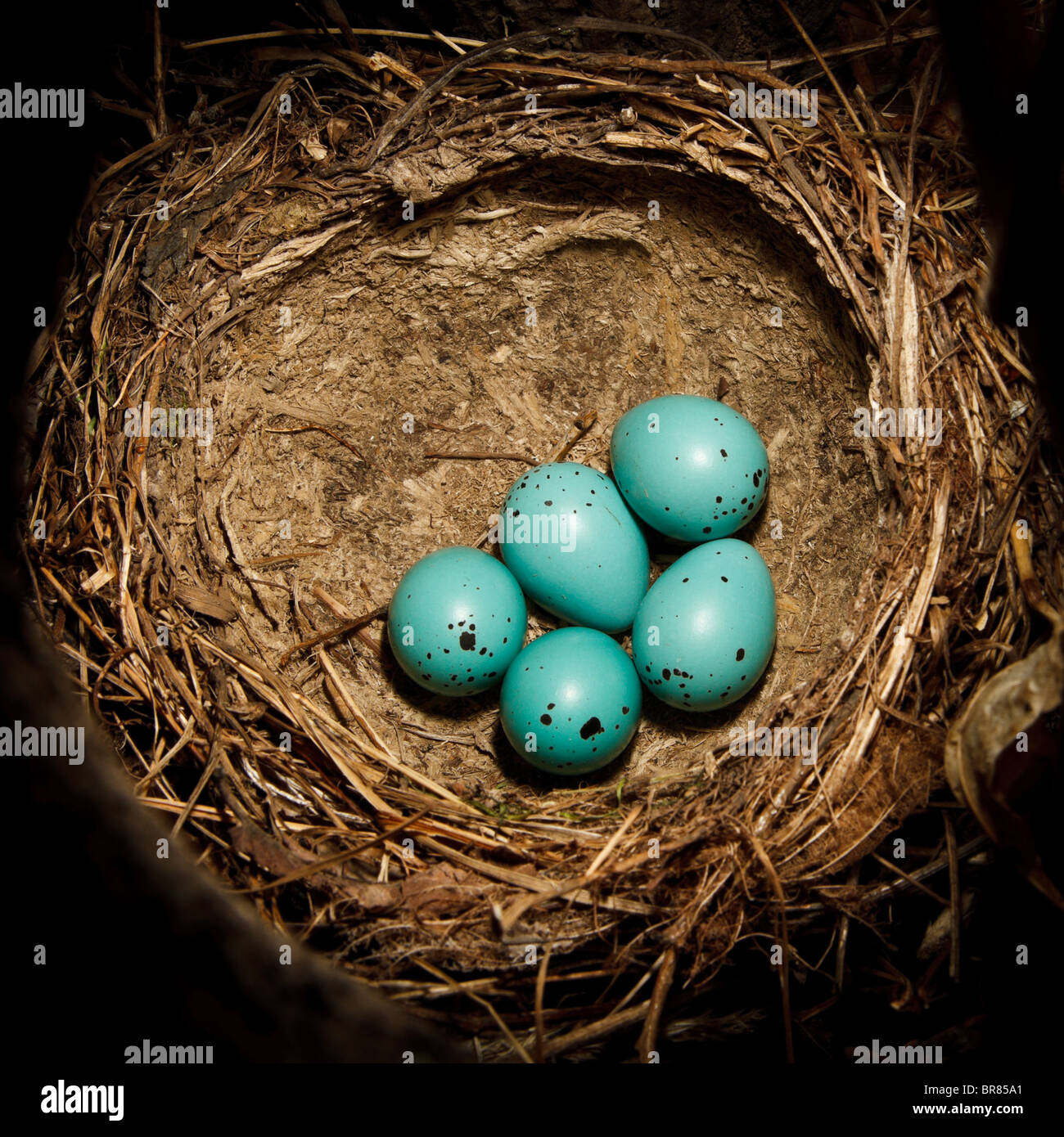 工芸品 birds festive mistle thrush egg 工芸品 birds festive mistle