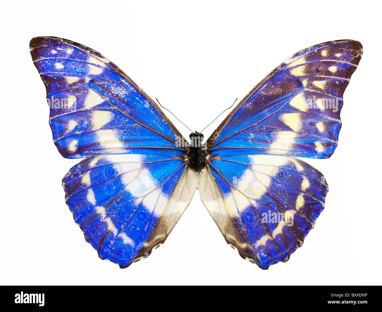 Morpho helena Butterfly Stock Photo - Alamy
