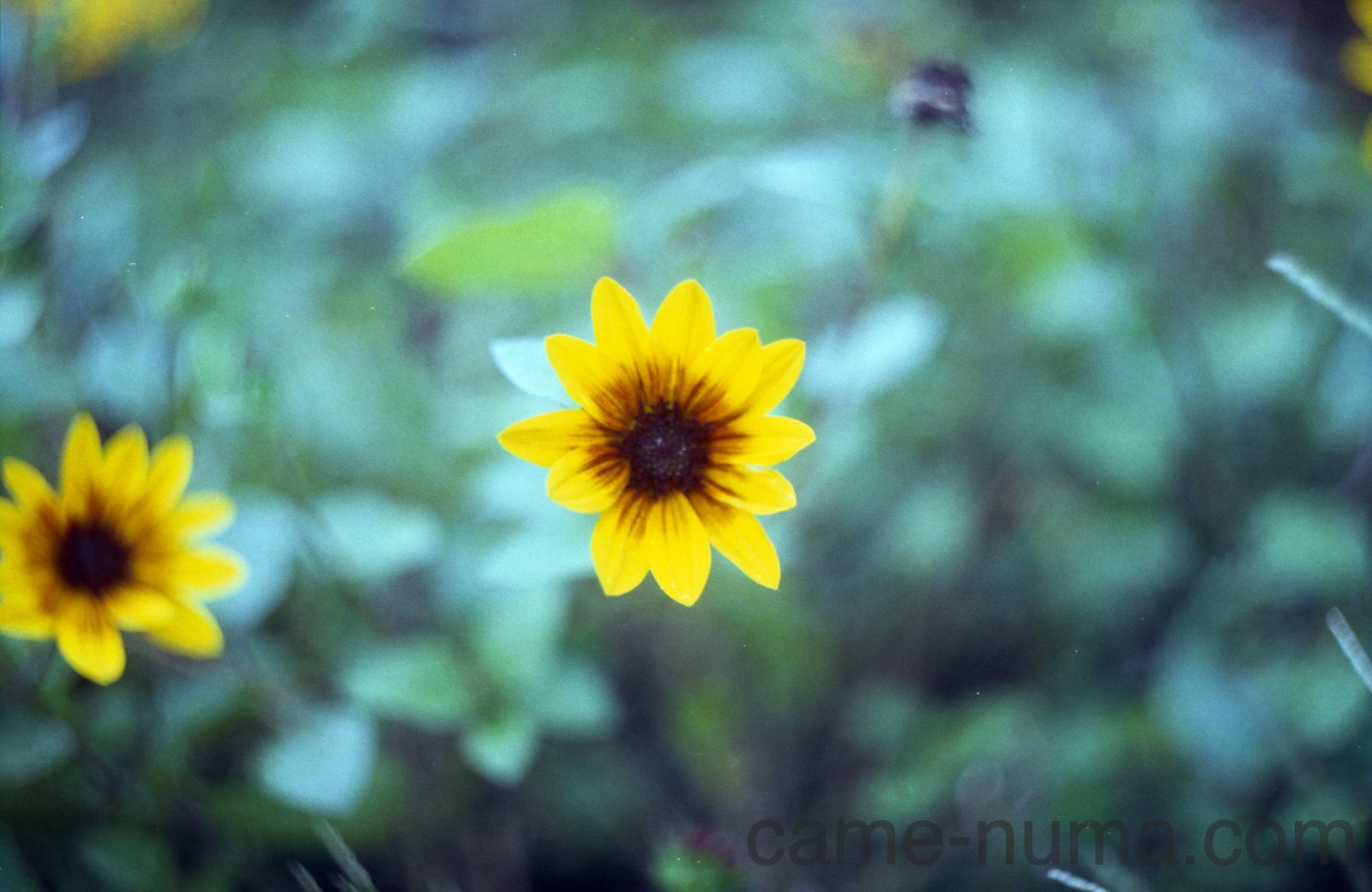 ぐるぐるボケのロシアンレンズ「Helios 44」 | カメヌマ