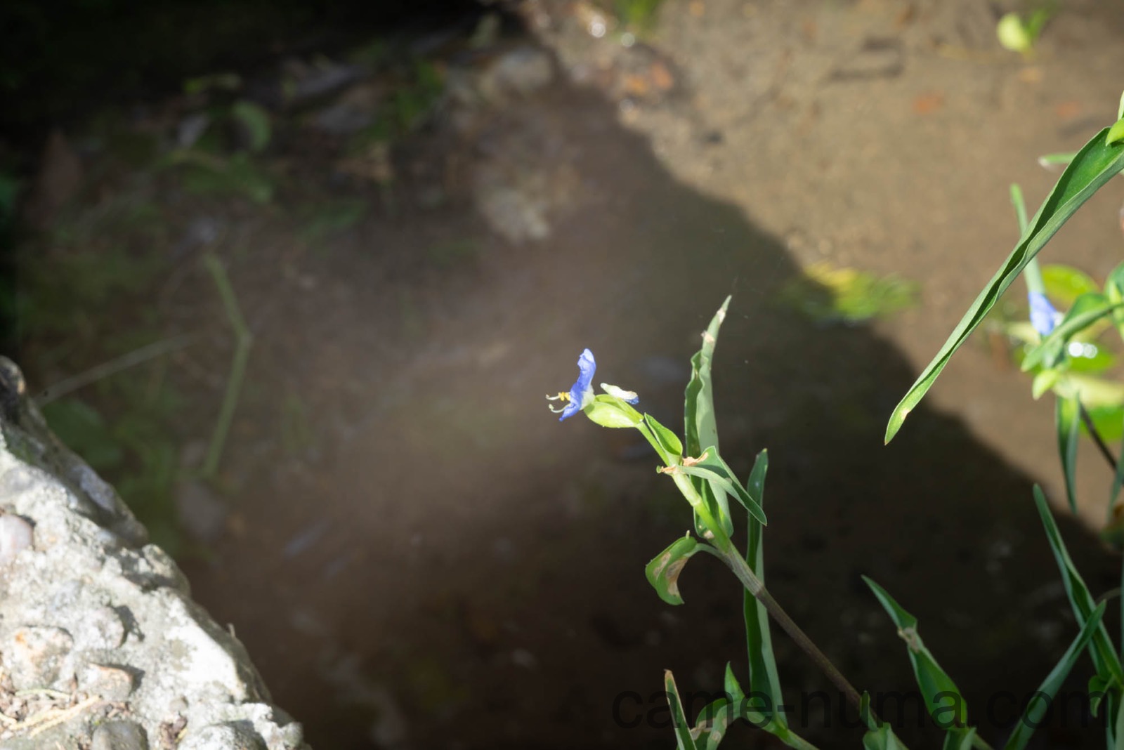 引き伸ばしレンズ使ってみた「Hexar 75mm F4.5」 | カメヌマ