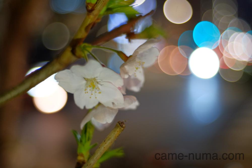 オールドレンズで玉ボケを楽しもう。色んなレンズの玉ボケ集合