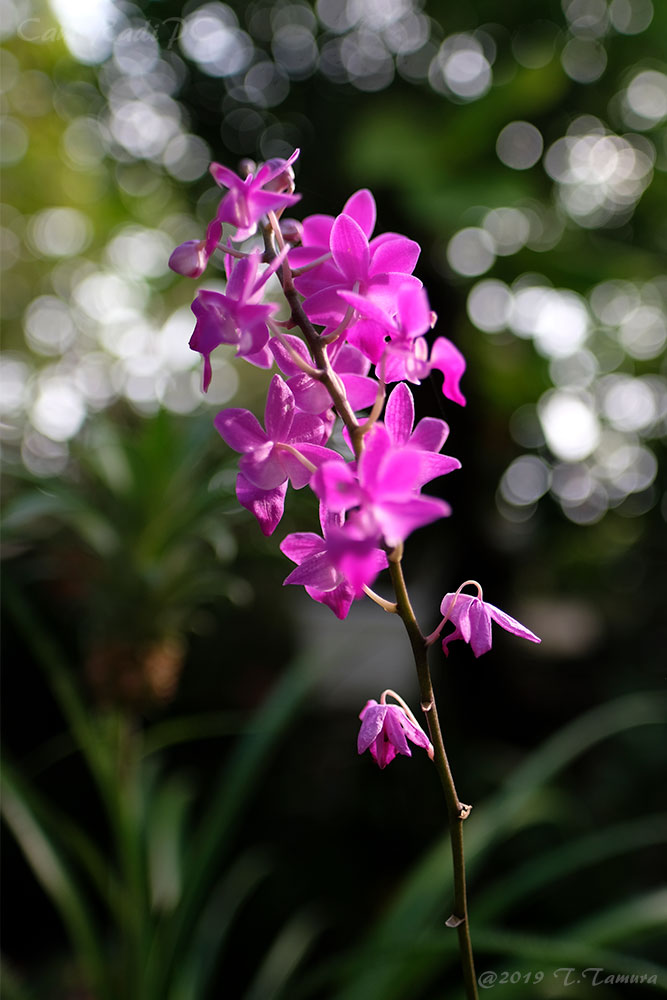 オールドレンズ FUJINON 55mm f2.2 | CameRadiPC
