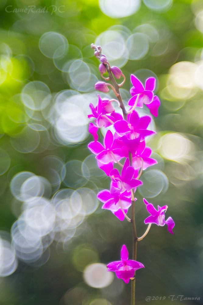 オールドレンズ FUJINON 55mm f2.2 | CameRadiPC