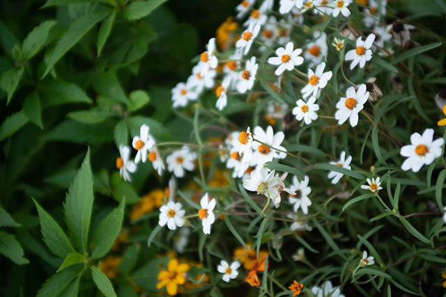 Tokina AT-X AF 28-70mm F2.8 PRO NEW、開放ソフト絞ればピシリの名レンズ