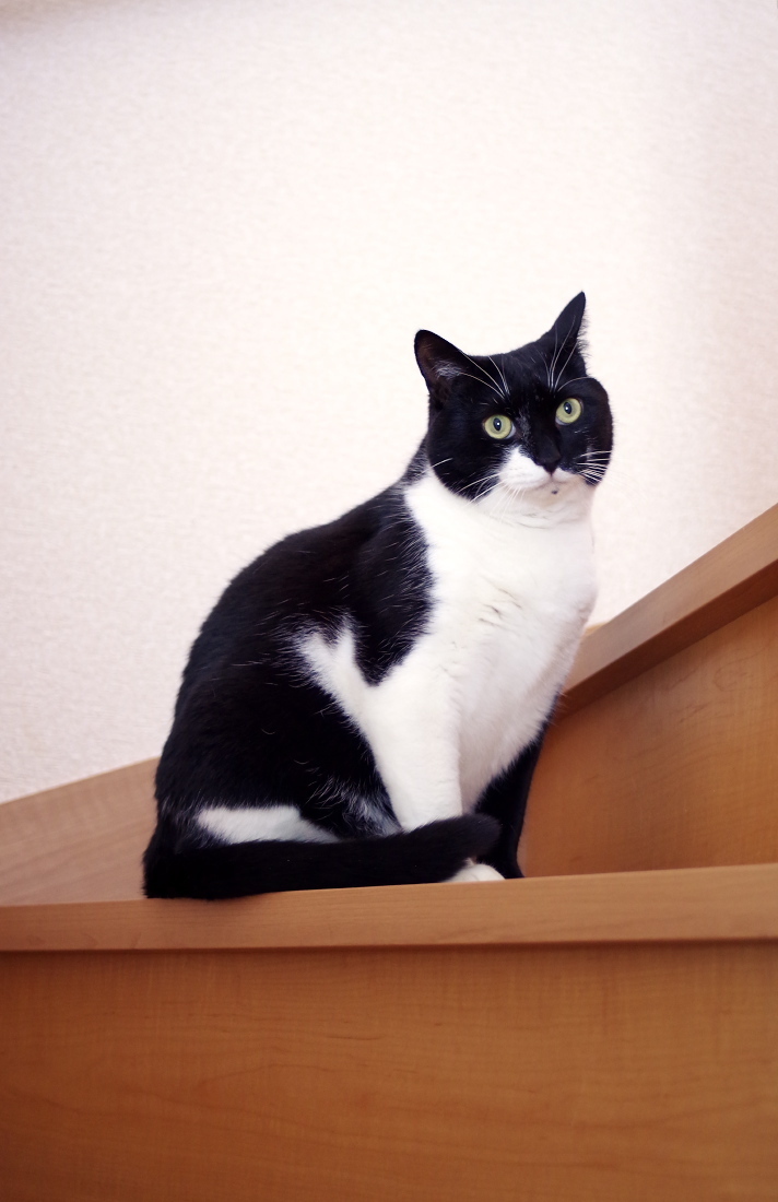 XR RIKENON 35mm/F2.8（第二世代・おそらく富岡光学製）＋ PENTAX K-1