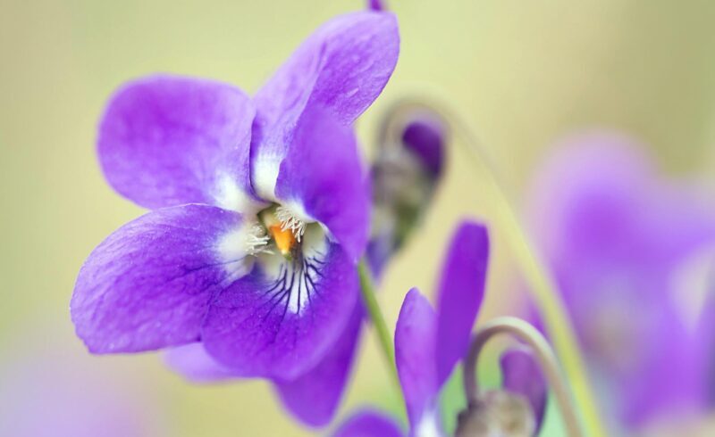 ペンハリガン】バイオレッタ（マイケル・ピクタール） | カイエ・デ