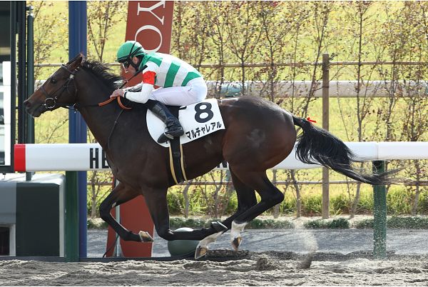 勝利馬一覧｜キャロットクラブ -CARROT CLUB-