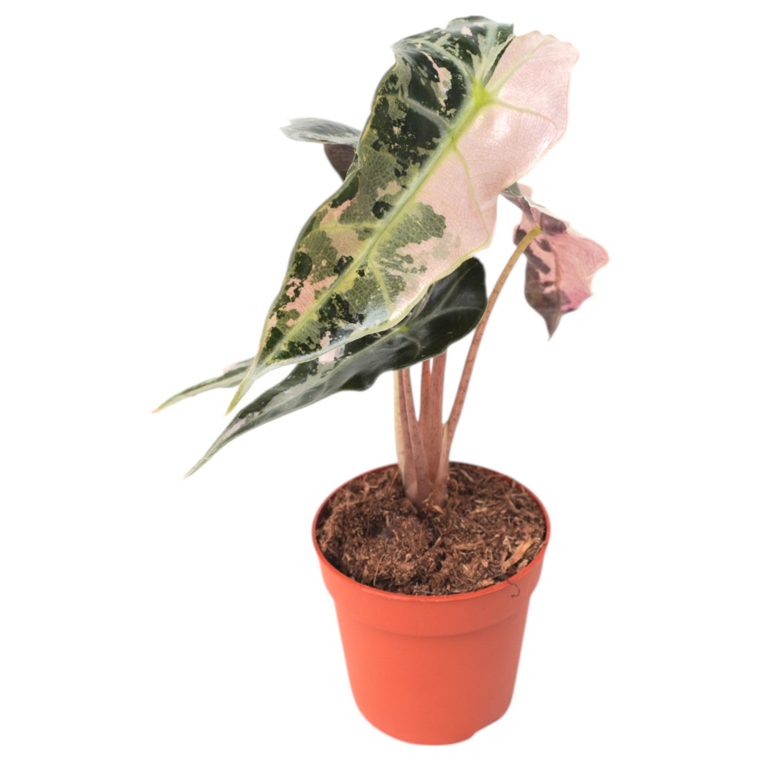 Alocasia Polly Variegata Pink – Casa Botanica