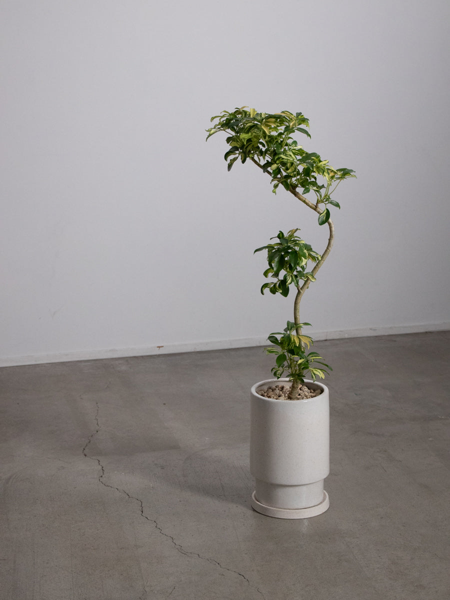 シェフレラ グランディ 斑入り