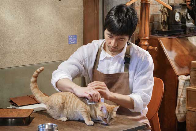 連ドラ「ブランケット・キャッツ」のDVDが発売決定！特典映像公開中