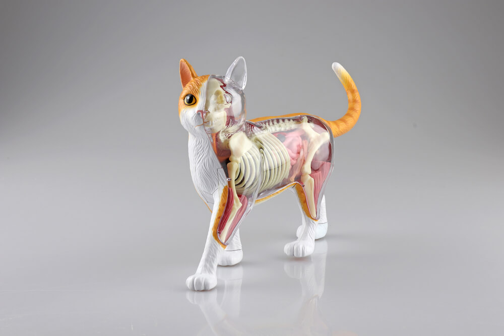 猫の体のつくりが学べる立体パズル「猫の解剖モデル」待望の第2弾は茶