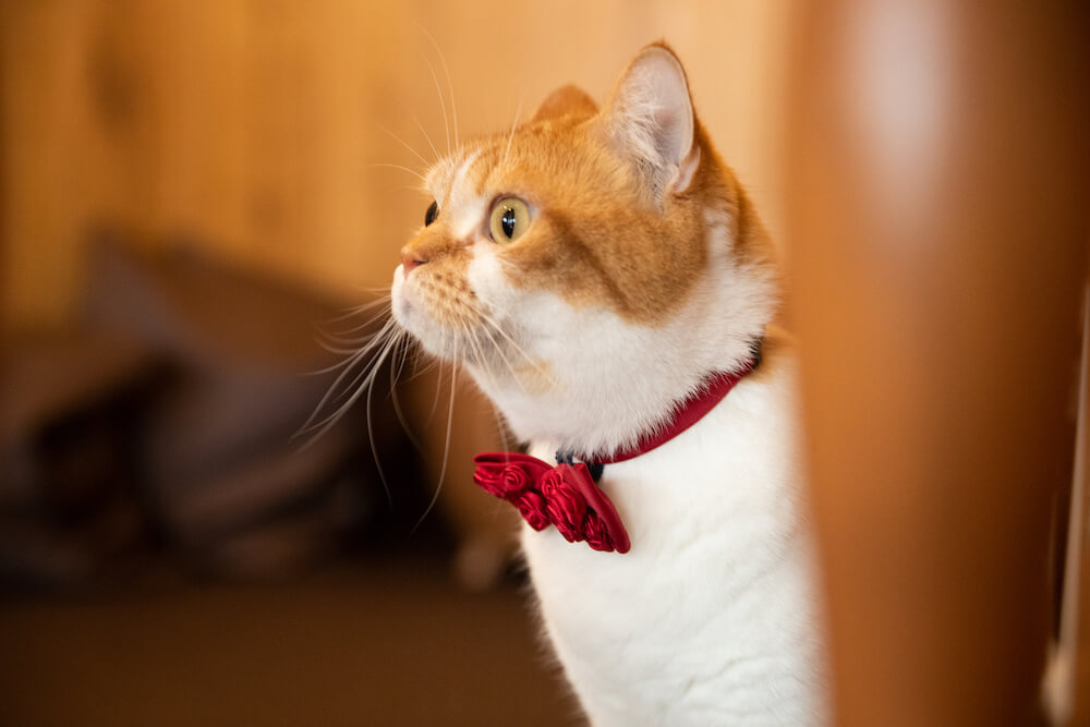 飼い主さんとお揃いコーデも楽しめる♪ネクタイ専門ブランド「giraffe