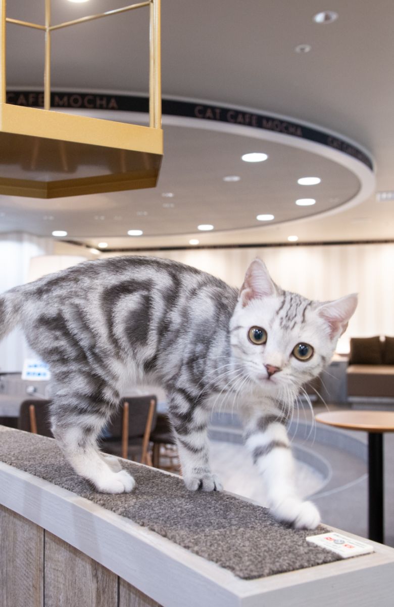 立川店｜猫カフェ MOCHA(モカ)