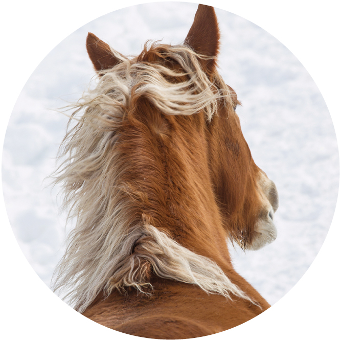 ラボプラス SPスティンガー | 北海道札幌市の化粧品・エステ・美容総合