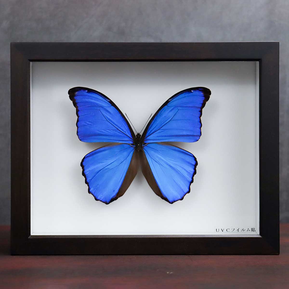 昆虫標本箱（ドイツ箱）昭和55年からの実績 ドイツ箱モルフォ蝶1頭入れ