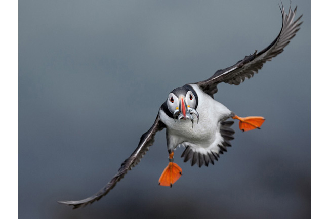 特集ギャラリー：癒やしの鳥 パフィン（2014年6月号） | ナショナル