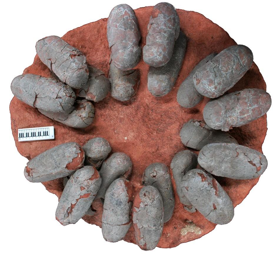 恐竜の「色付き」卵を発見、通説くつがえす | ナショナル ジオ