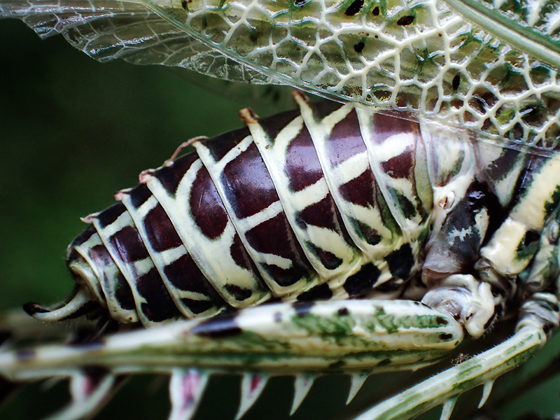 第123回 目立たないけどトゲだらけ、サルオガセツユムシ | ナショナル